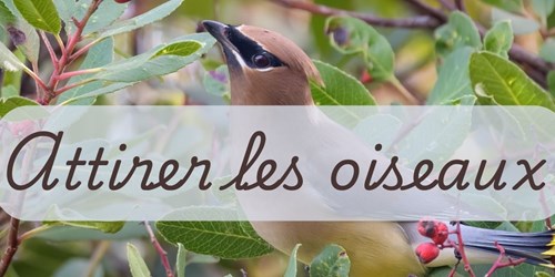 Attirer les oiseaux dans le jardin